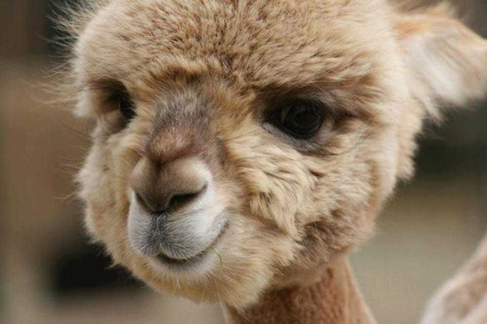 Alpaca