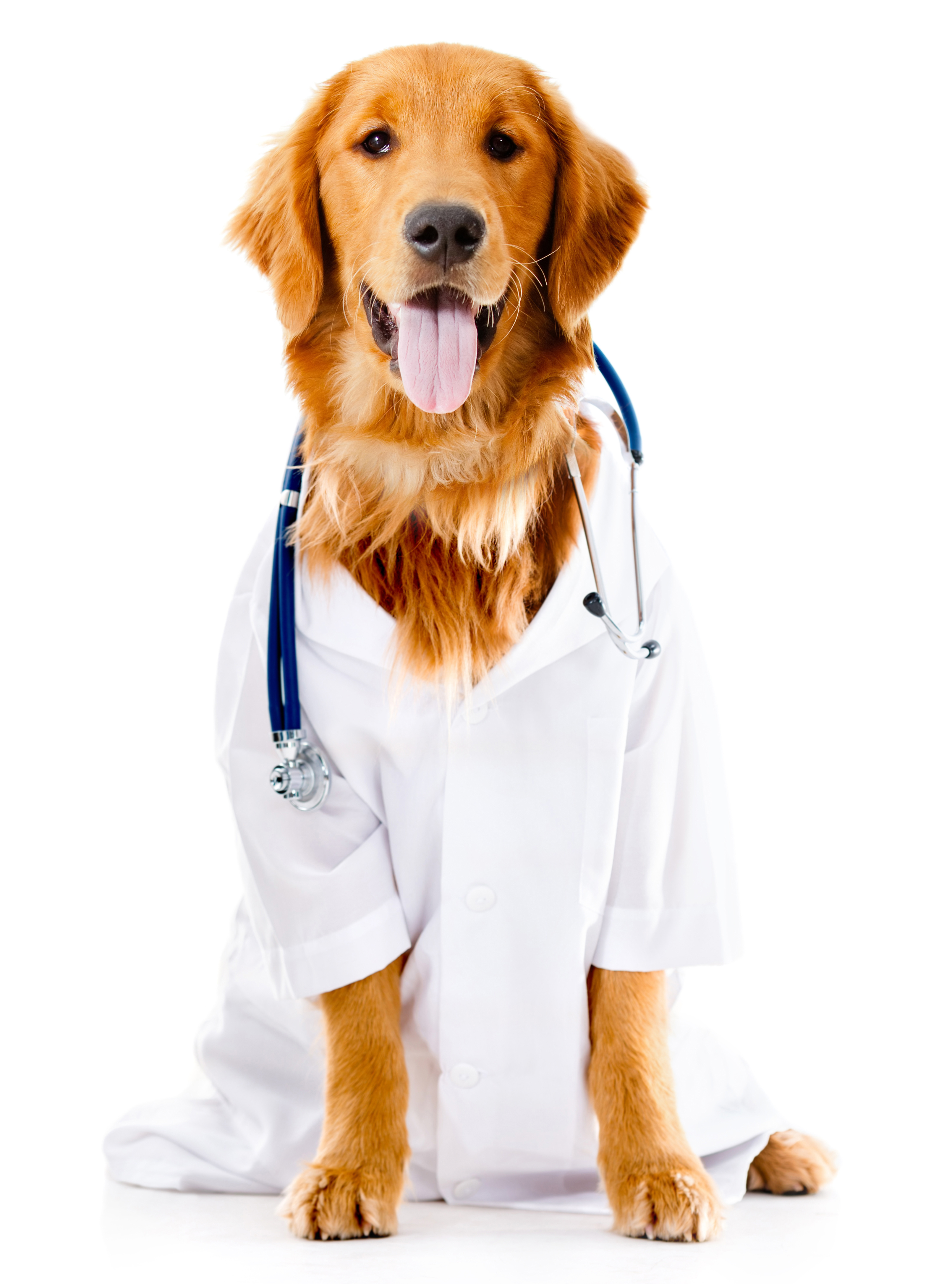 Dog Doctor