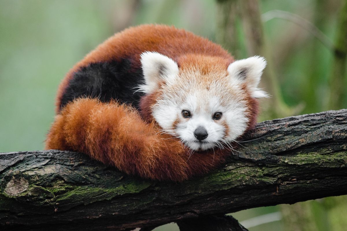 Red Panda