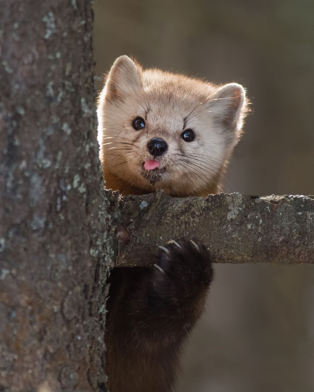 American Marten