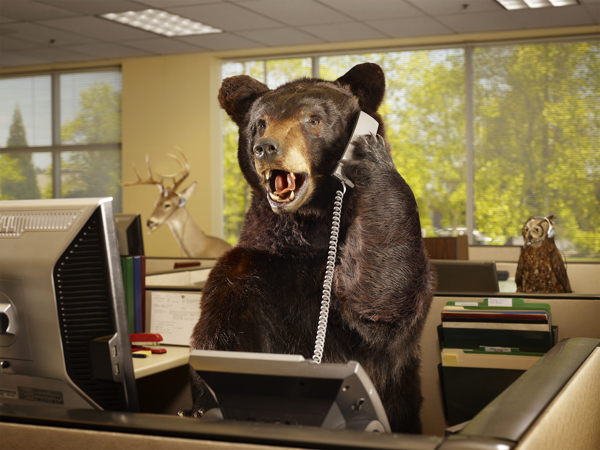 Bear in office