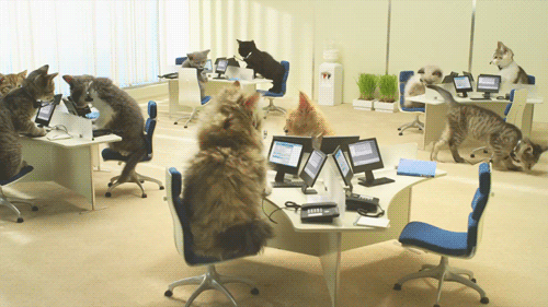 Cats in the office