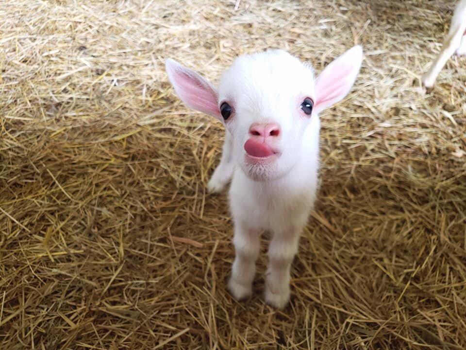 Goat