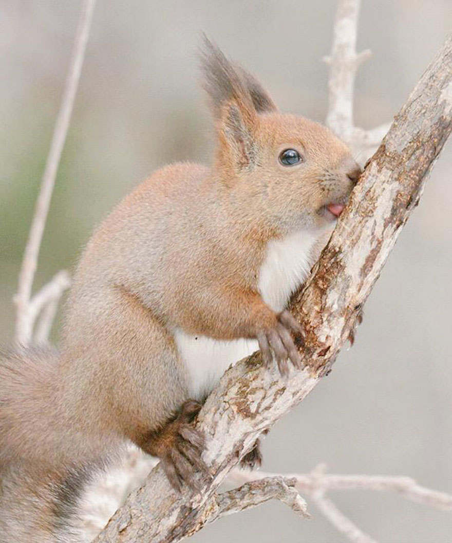 Japanese Red Squirrel