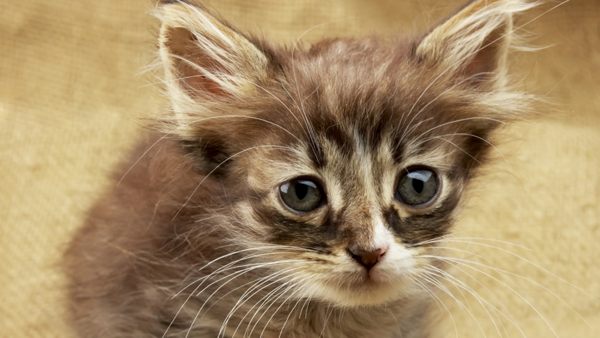 Sad Kitten
