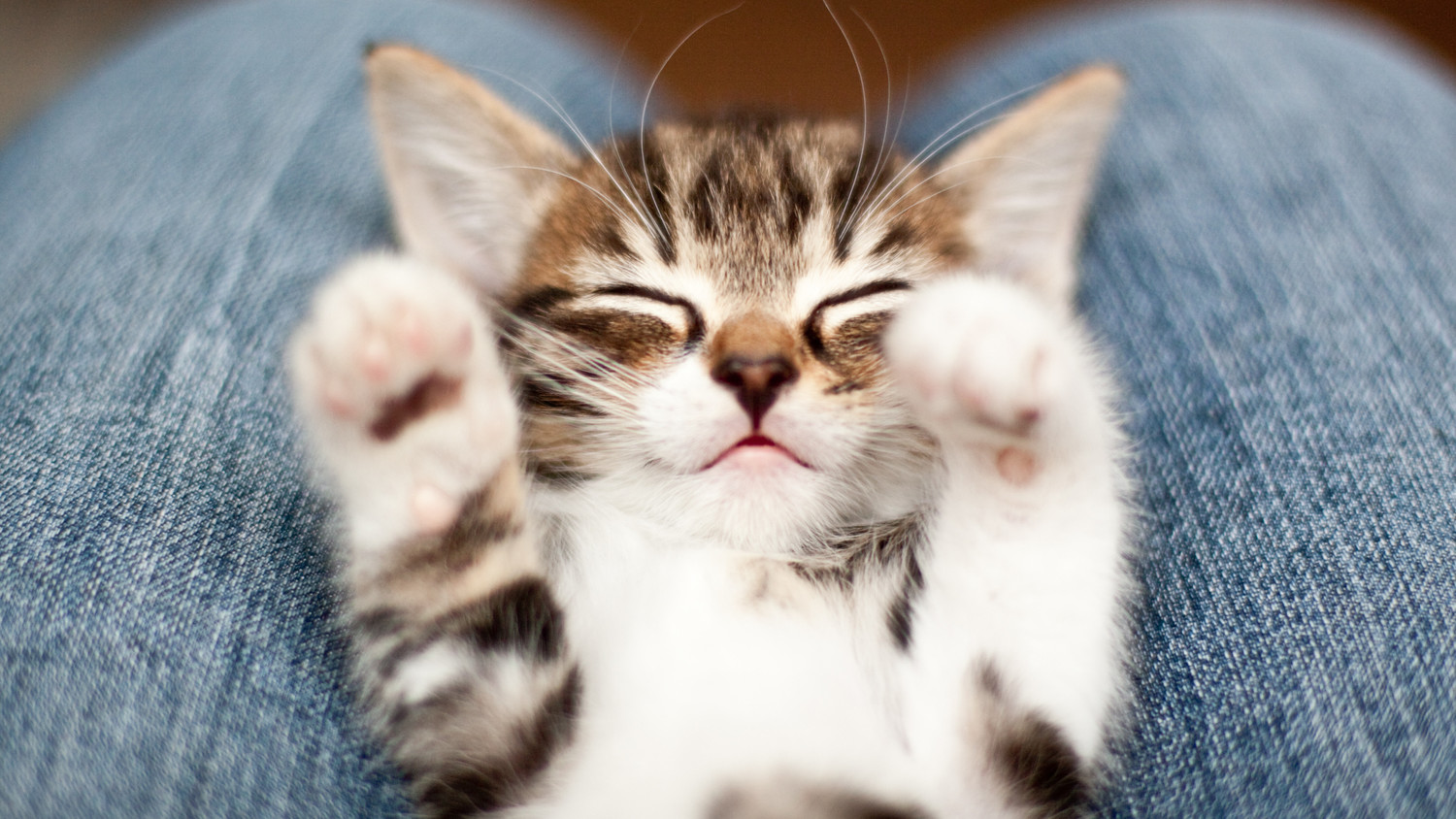 Kitten