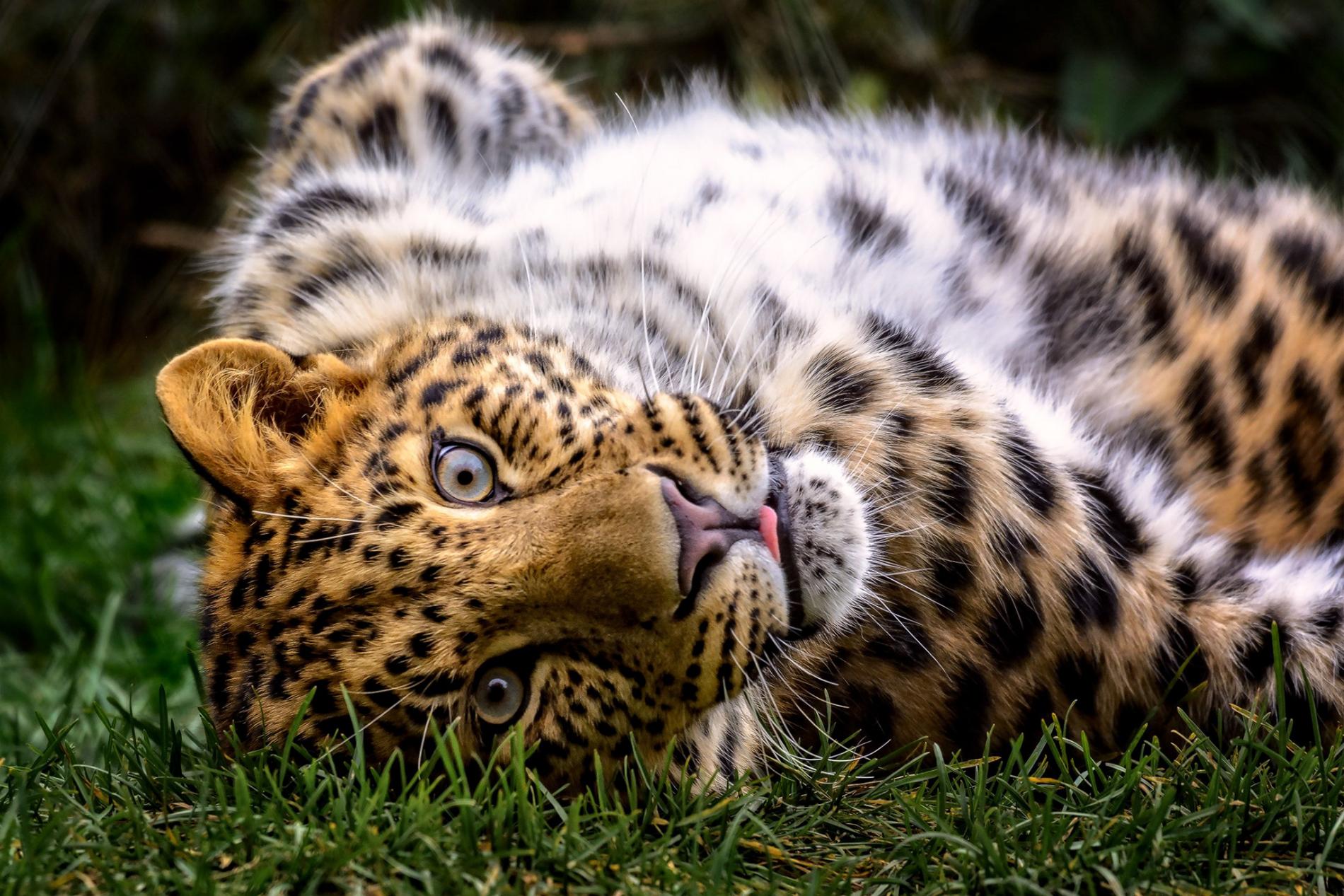 Leopard