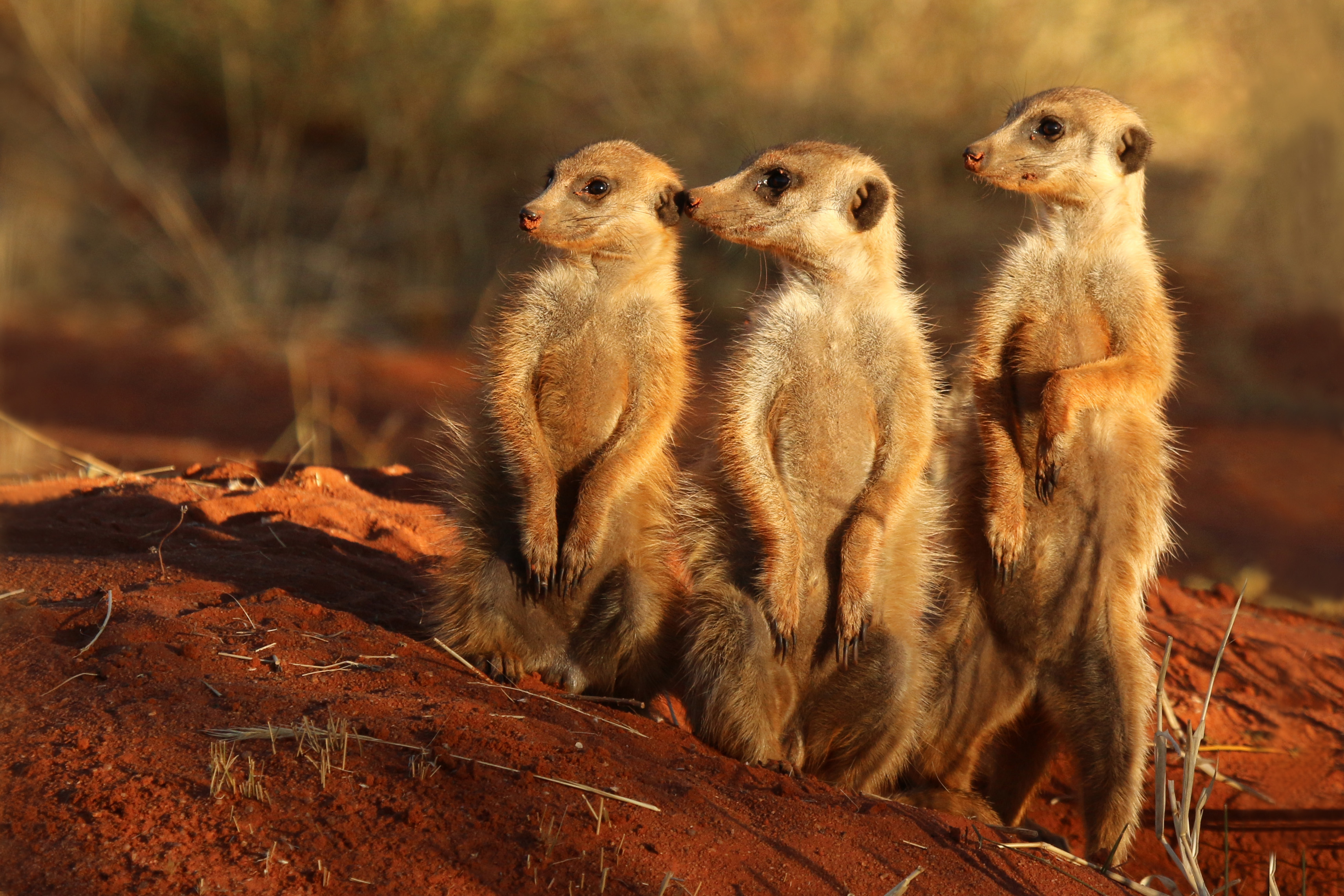 Meerkats