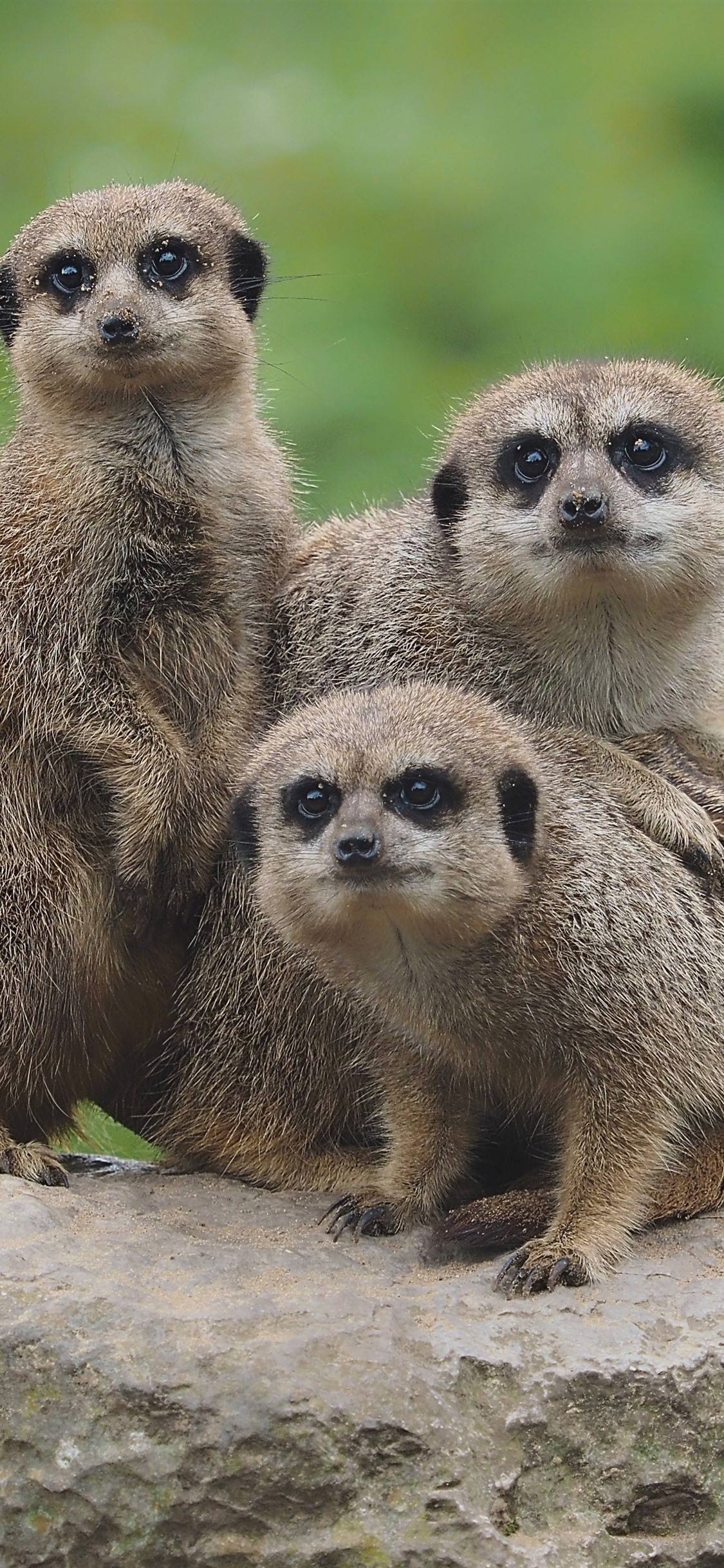 Meerkats