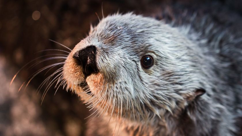 Otter