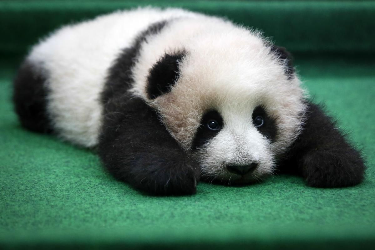 Sad Panda