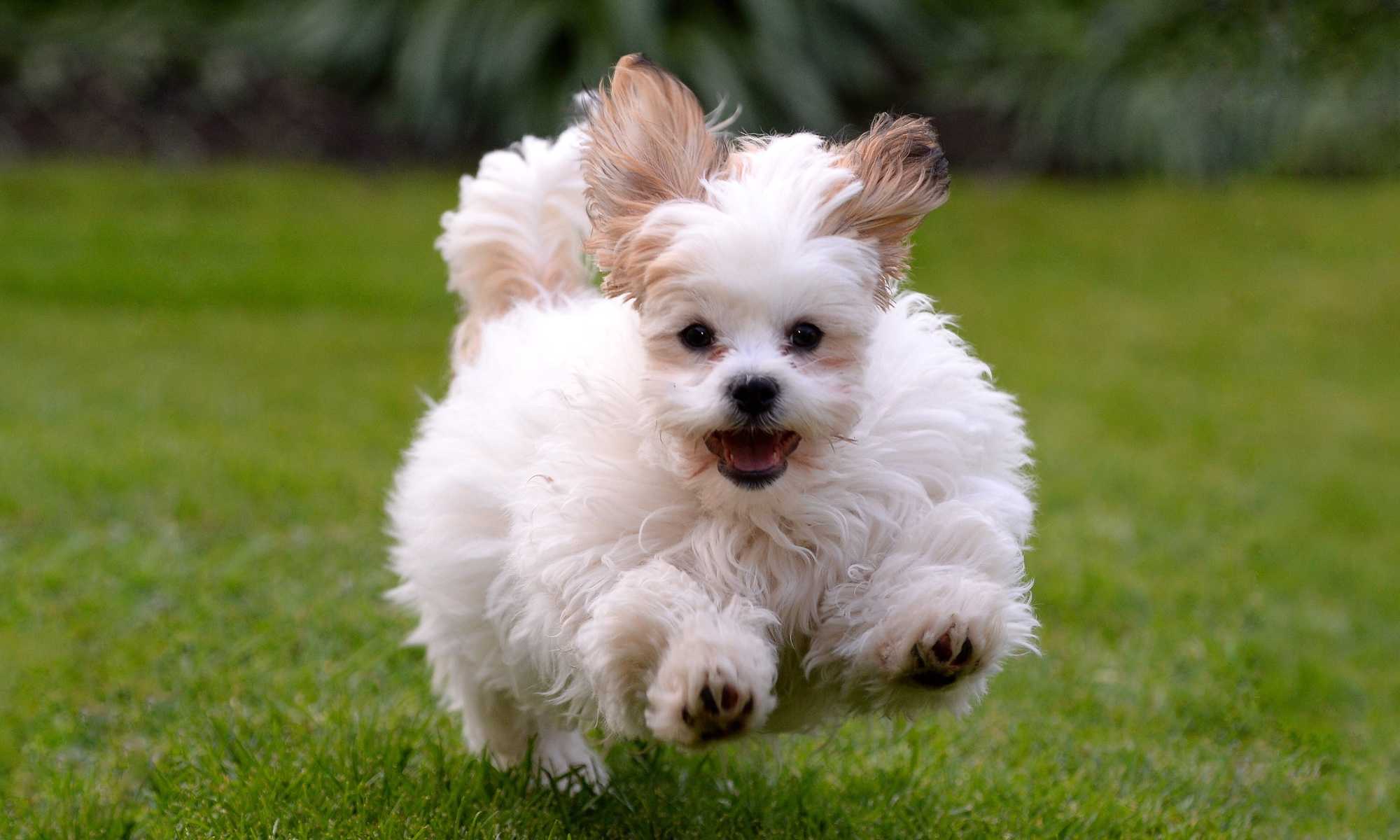 Excited puppy