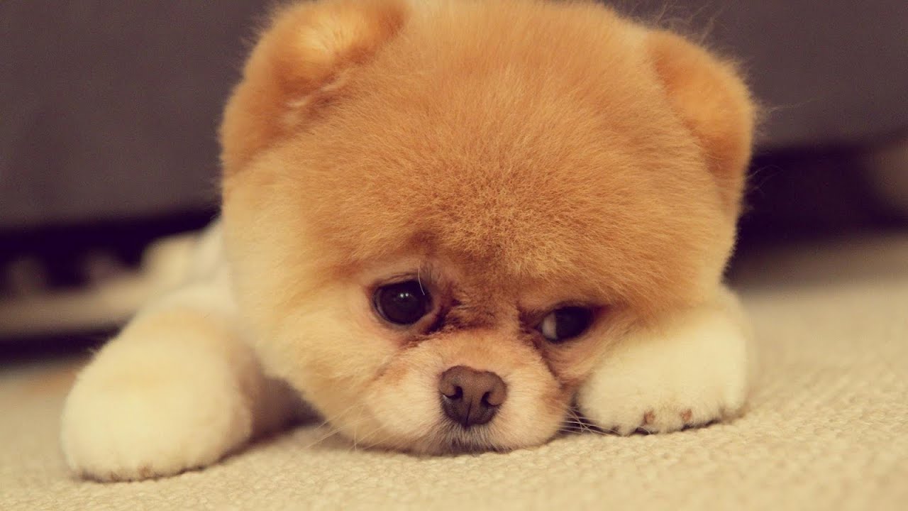 Tired Puppy