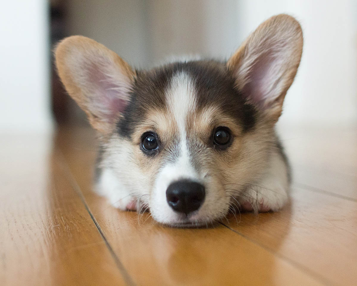 Puppy