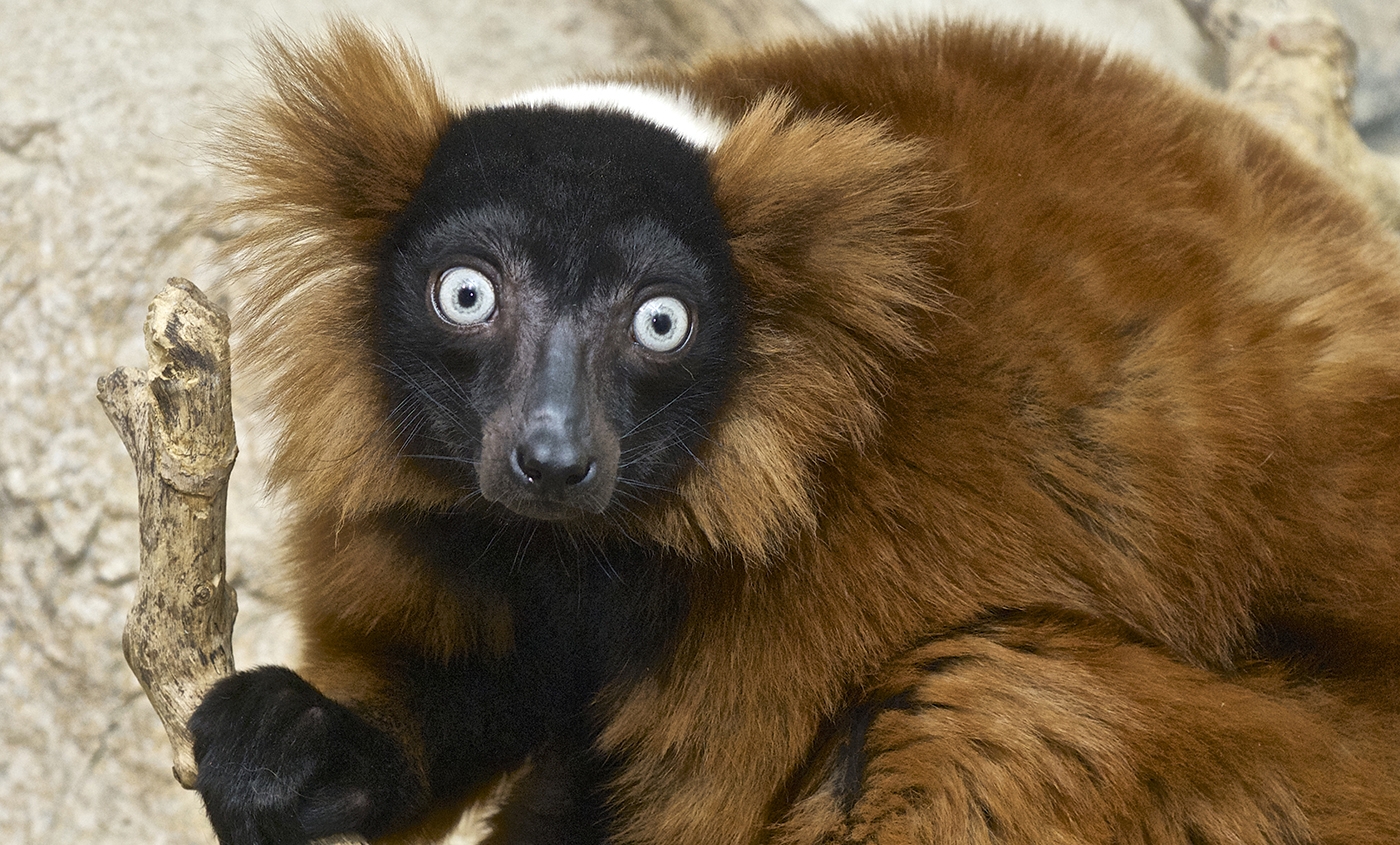 Red Lemur