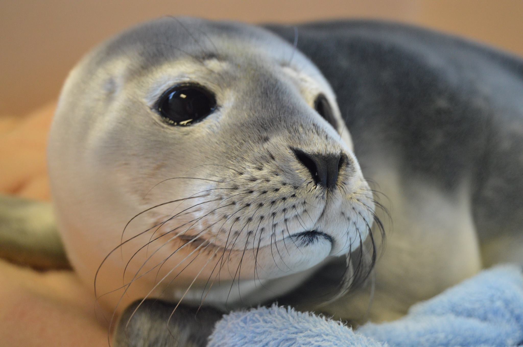 Seal